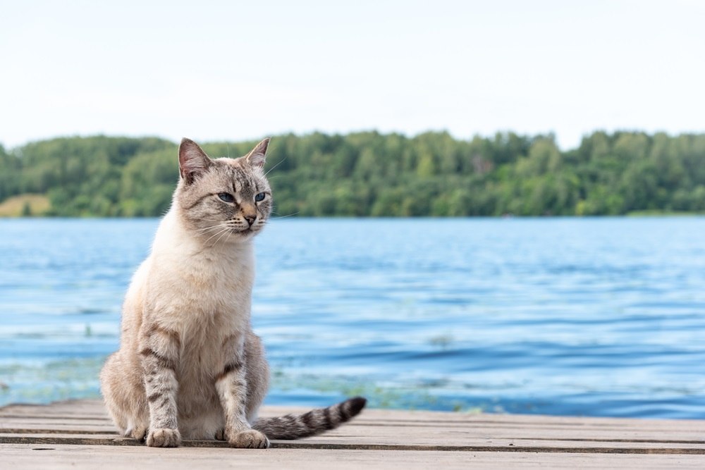 A gray and white cat sits on a deck near the water.