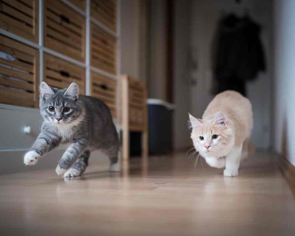 A gray cat and a cream-colored cat chase a toy across hardwood flooring.