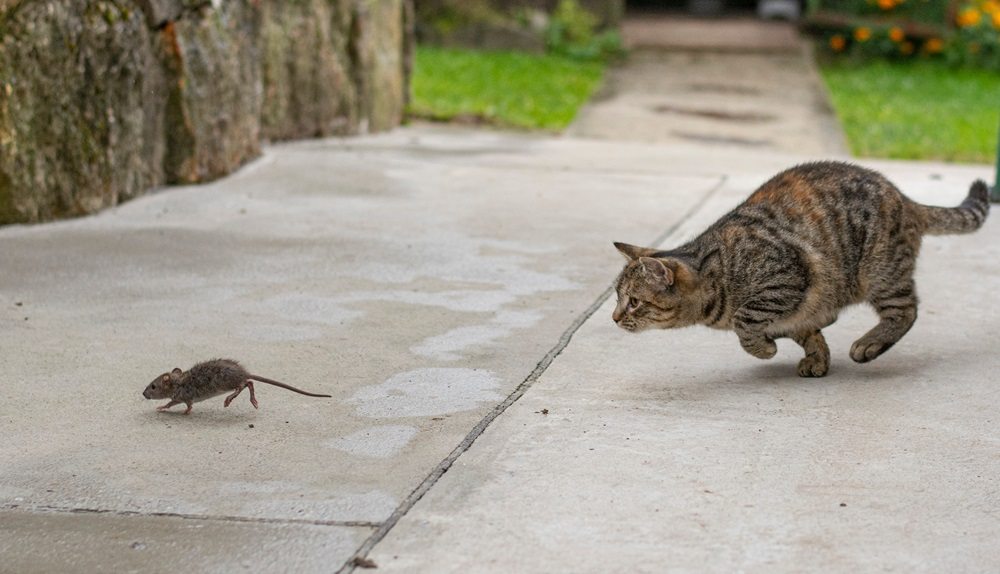 A gray tabby cat chasing a mouse outdoors.