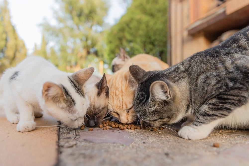 A group of four cats eating together on the street.