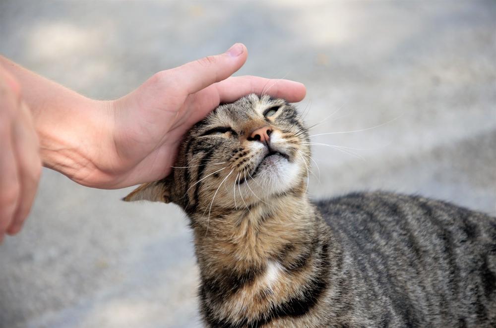 A happy brown tabby on the street, pushing their head into someone’s hand.