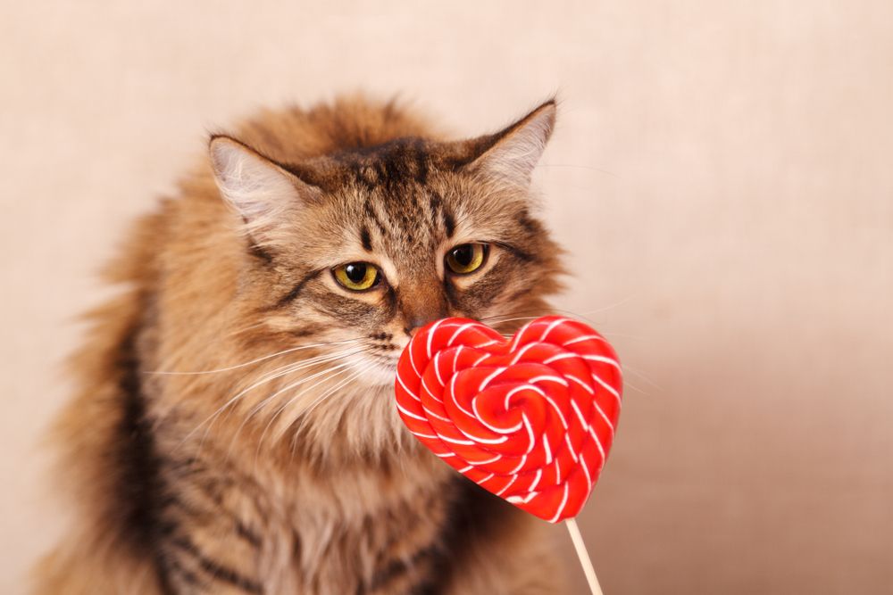 A long-haired brown cat sniffing a heart-shaped lollipop