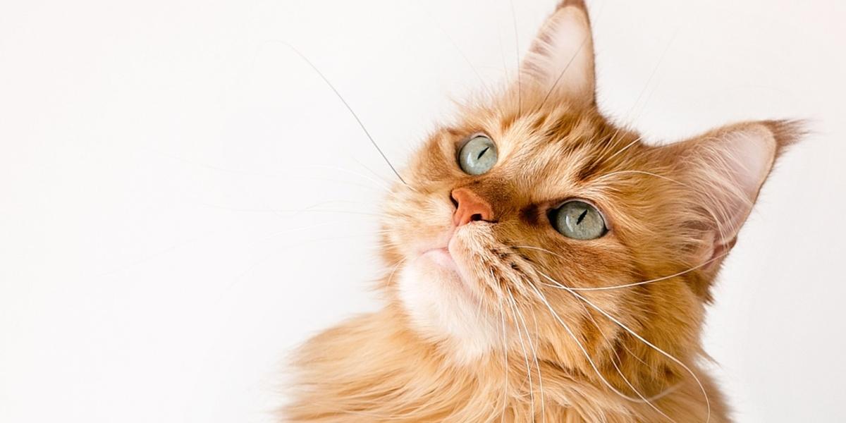 A long-haired orange cat looks up with gentle eyes