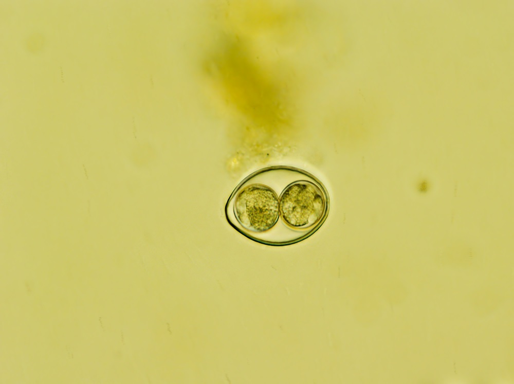 A microscopic appearance of the Cystoisospora coccidia parasite appearing as a large circle with two smaller circles in the center against a greenish yellow background.