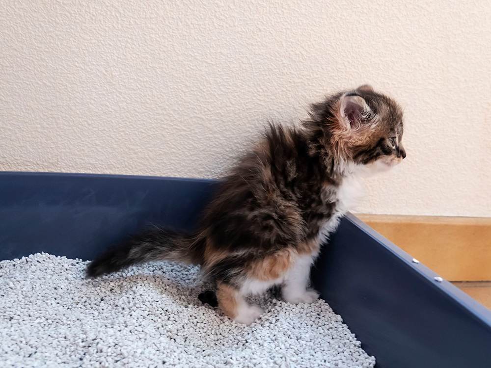 A small kitten posturing to poop in a blue litter box.