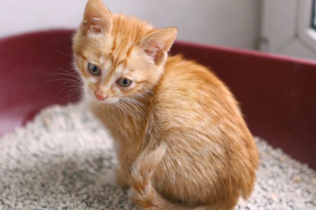 A small orange kitten sitting in a red litter box