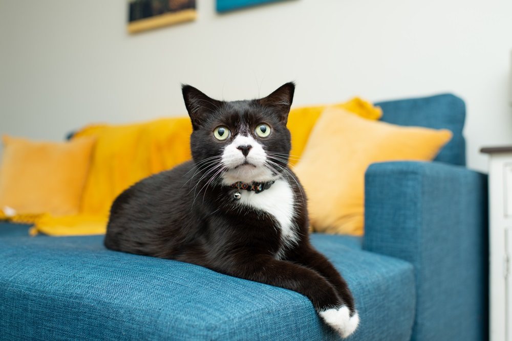 A tuxedo cat with white paws sits on a blue couch.