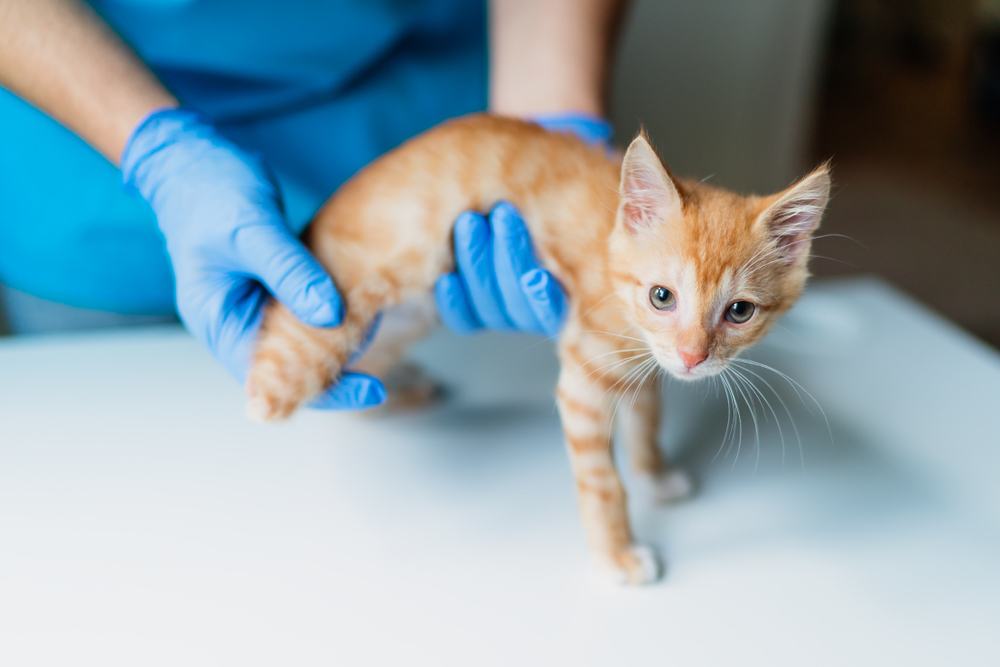 A veterinarian examines the residual limb of a three-legged orange kitten