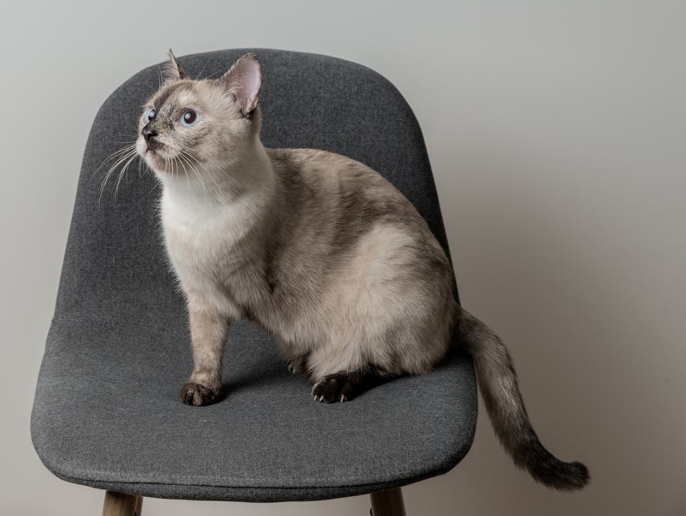 A white and gray cat with a missing front leg sits on a chair