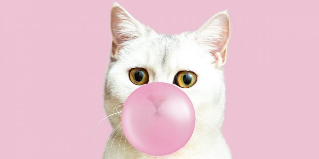 100 Candy Names for Cats With Meanings