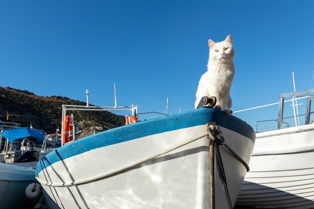 A white cat sits at the front of a boat.