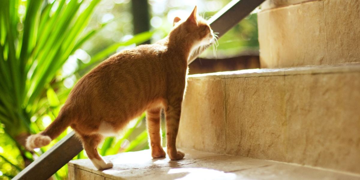 An orange cat with a missing hind leg climbs a set of stairs.