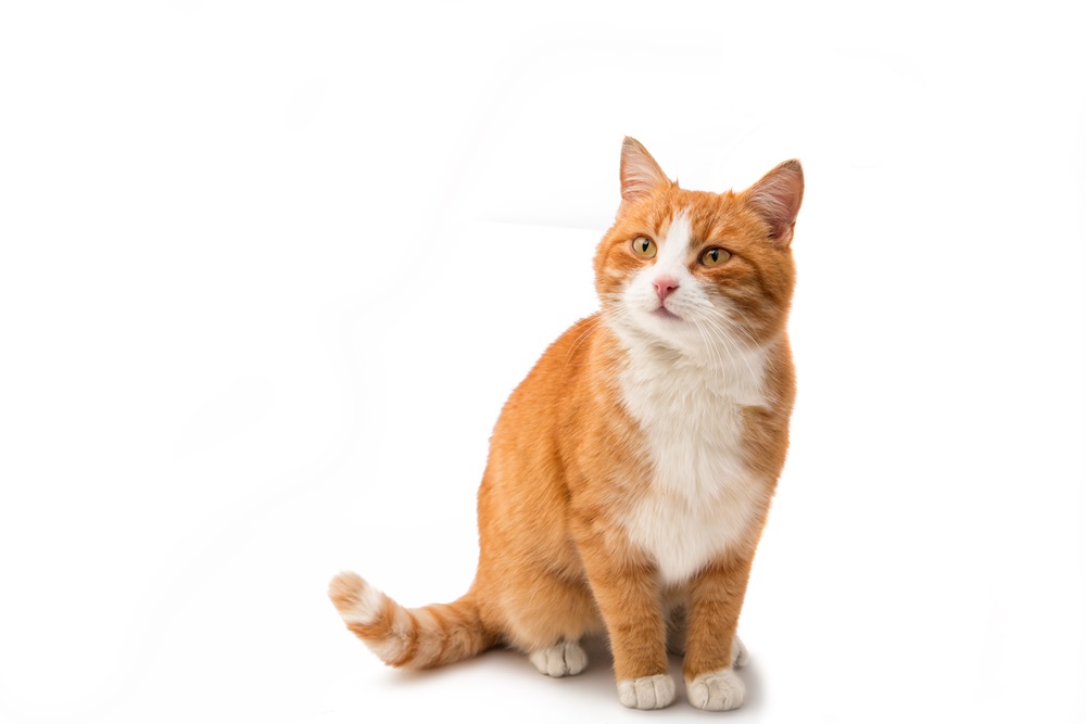 An orange cat with white toes and chest sits against a clear background.