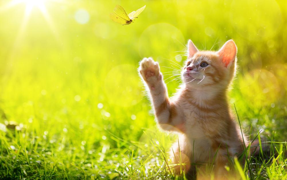 An orange kitten reaches upward toward a butterfly.