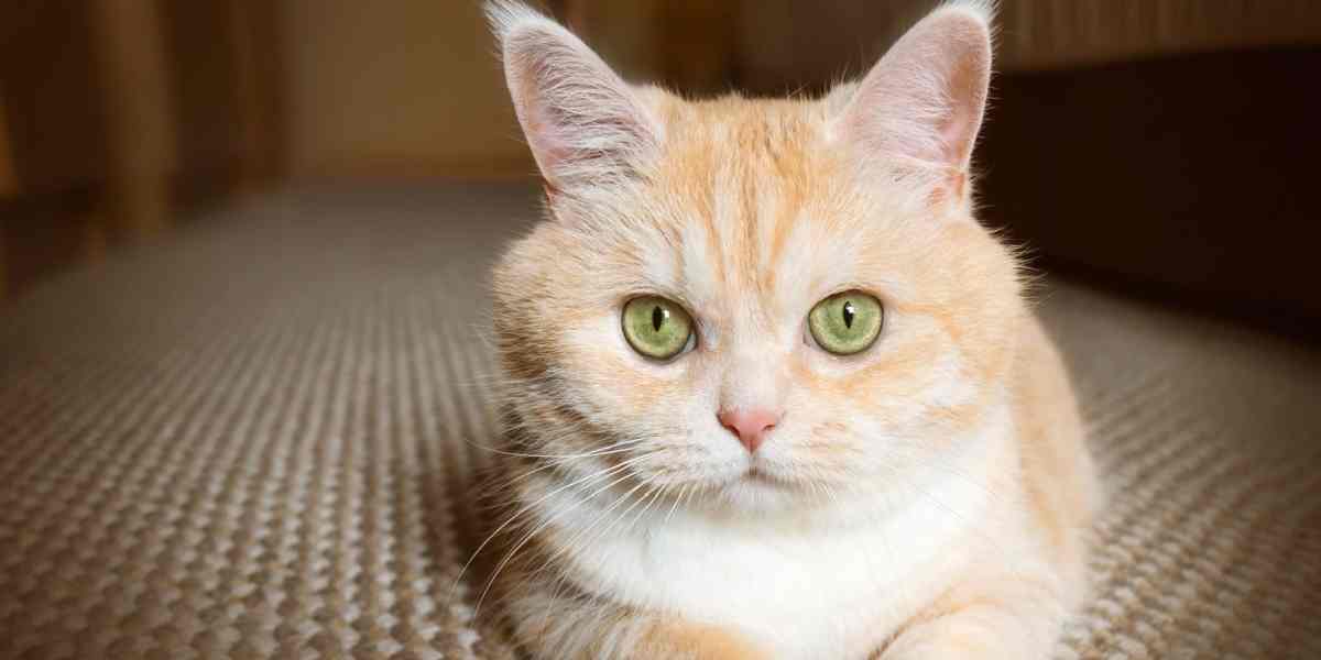 Beautiful cream tabby cat with green eyes.