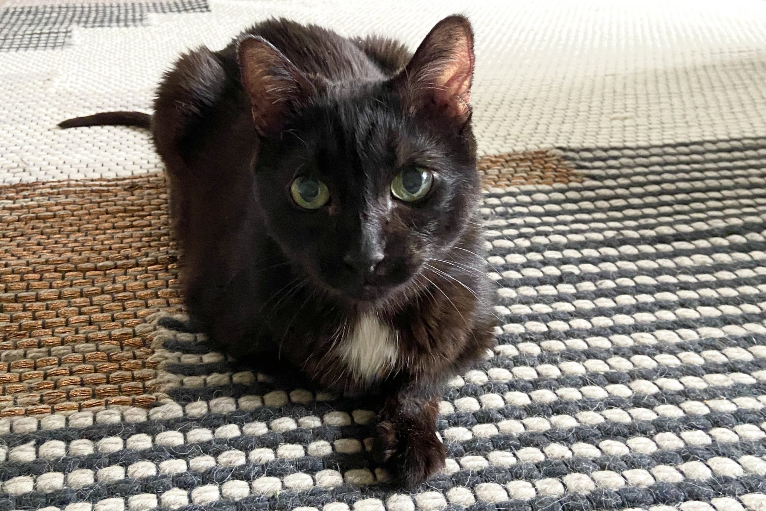 Beautiful black cat breadloafs on a rug.