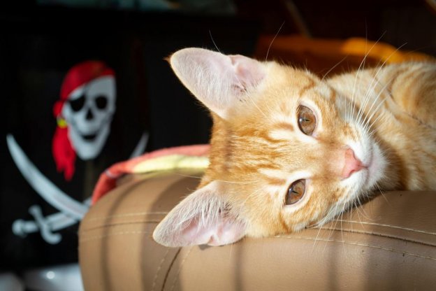 100 Pirate Cat Name Ideas With Meanings for Your Adventurous Cat