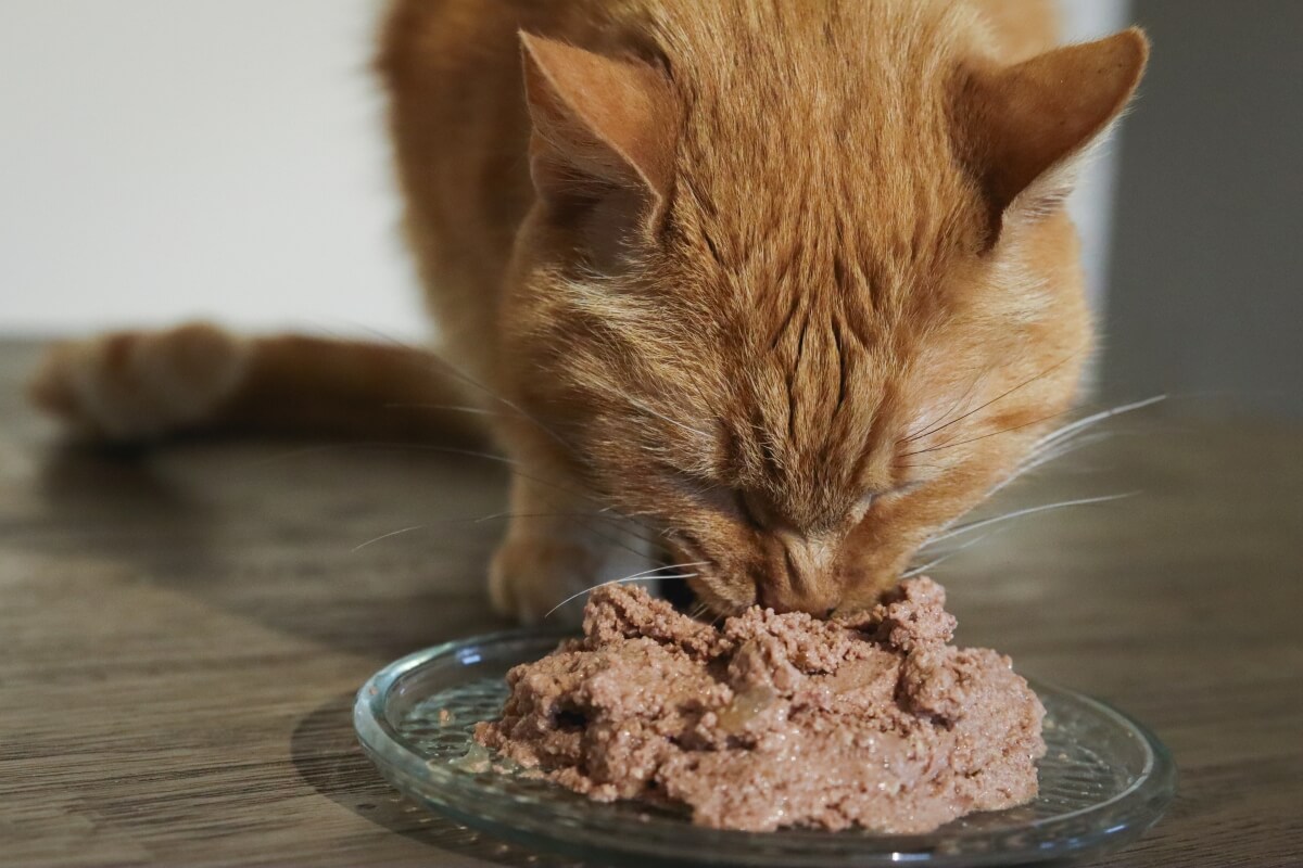 How to keep wet cat food fresh