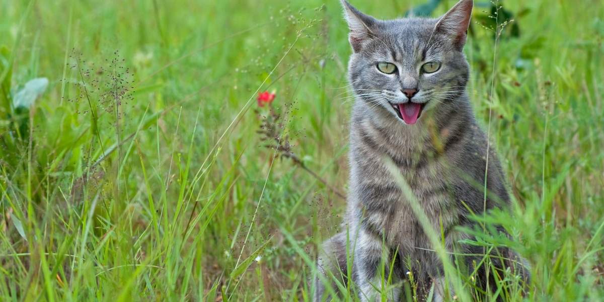 Cat sat in long grass panting