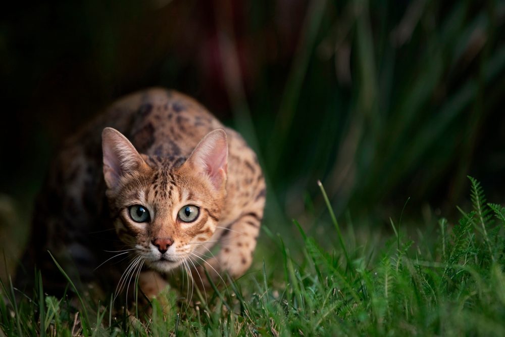 Portrait of a bengal cat hunting on a background of green grass.