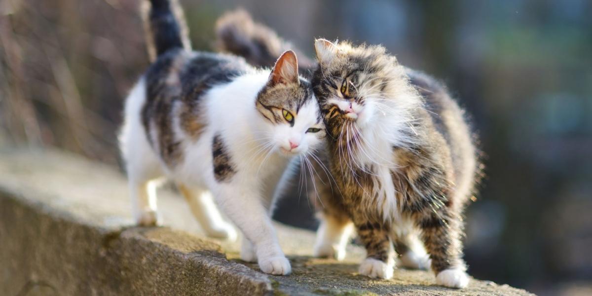 Two cats walking on a stone wall, pressing their heads together.