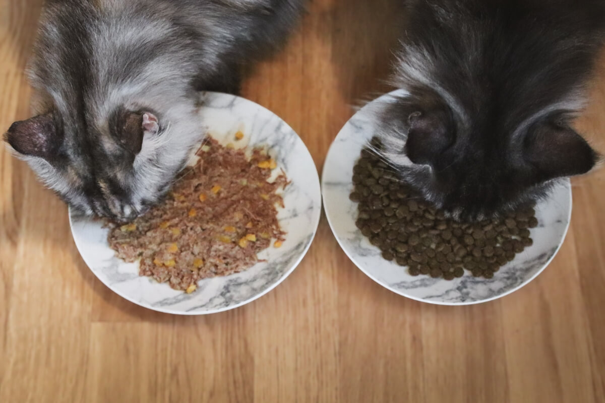 Wet vs Dry Cat Food