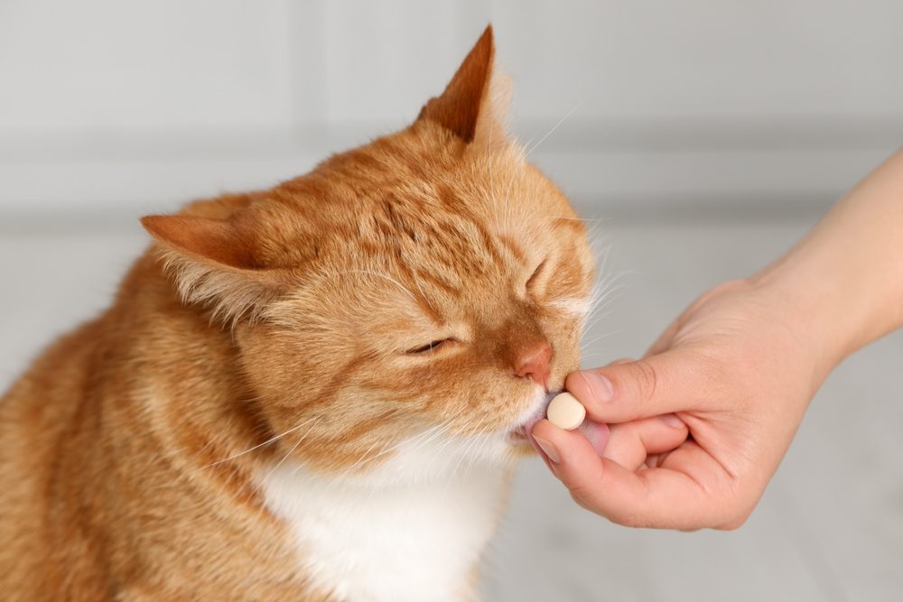 Woman giving vitamin pill to cute cat indoors, closeup