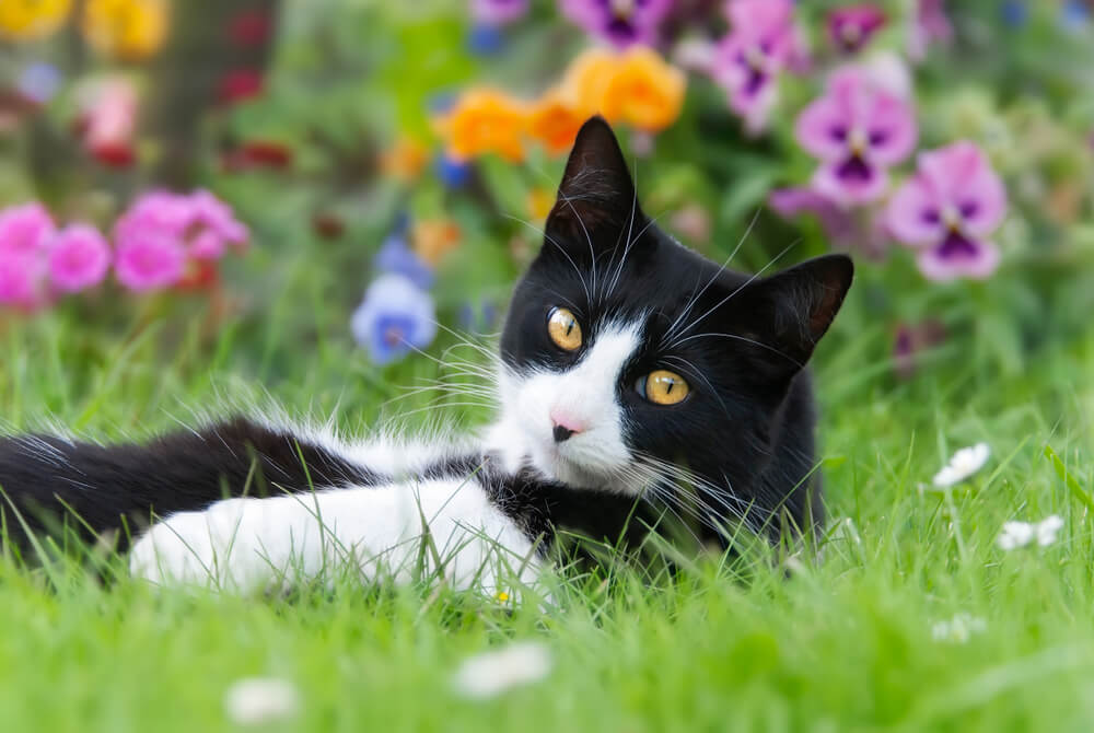 tuxedo cat lying on its back in a meadow in front of colorful flowers