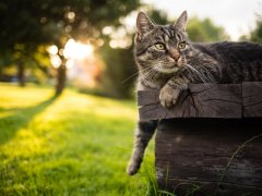 shorthair cat lying outdoors on wooden bench with paw outstretched and curiously looking to the right.