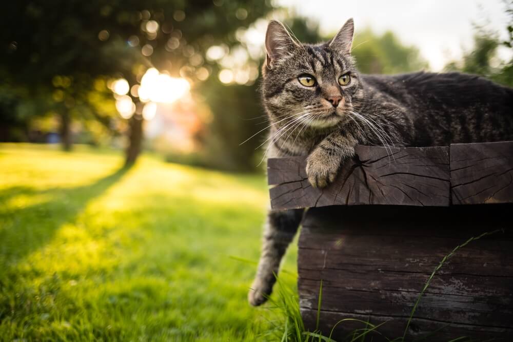 shorthair cat lying outdoors on wooden bench with paw outstretched and curiously looking to the right.