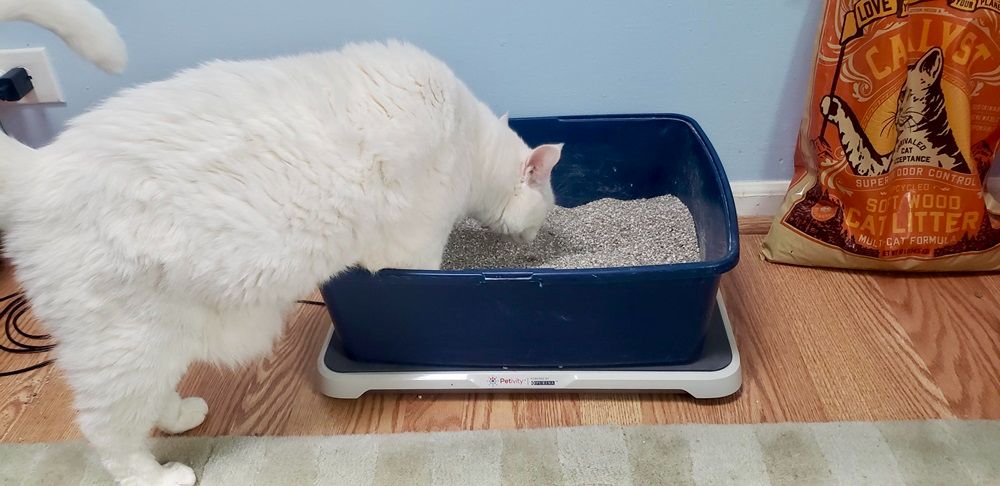 how often to change litter box