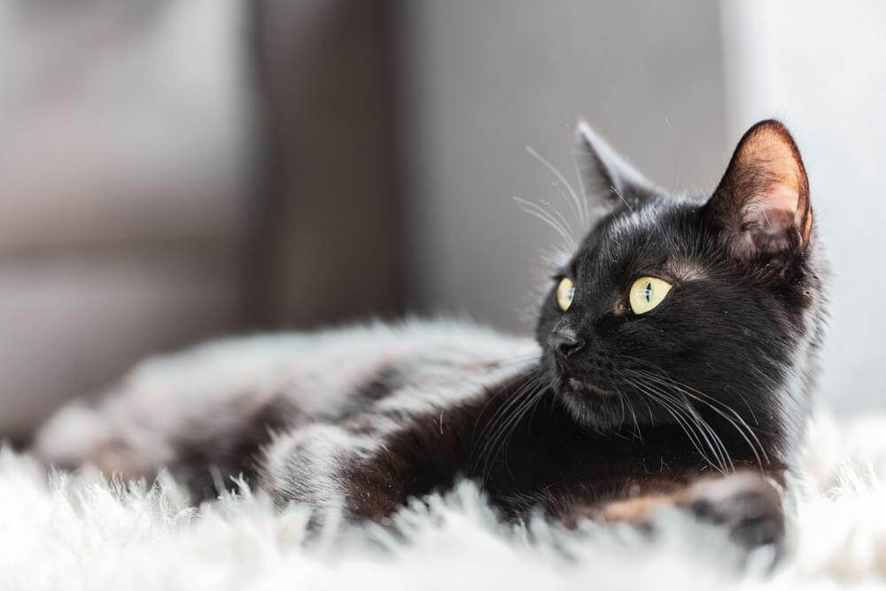 A black cat lies on a fuzzy white rug and looks off to the side at something out of frame.