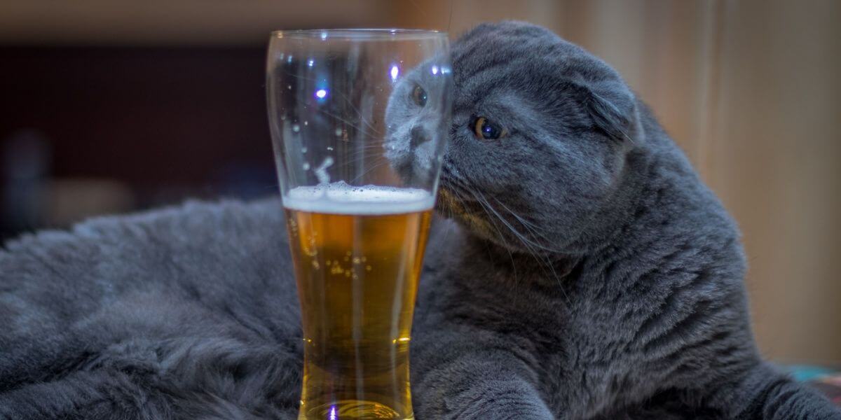 A gray British shorthair sniffs a glass of beer