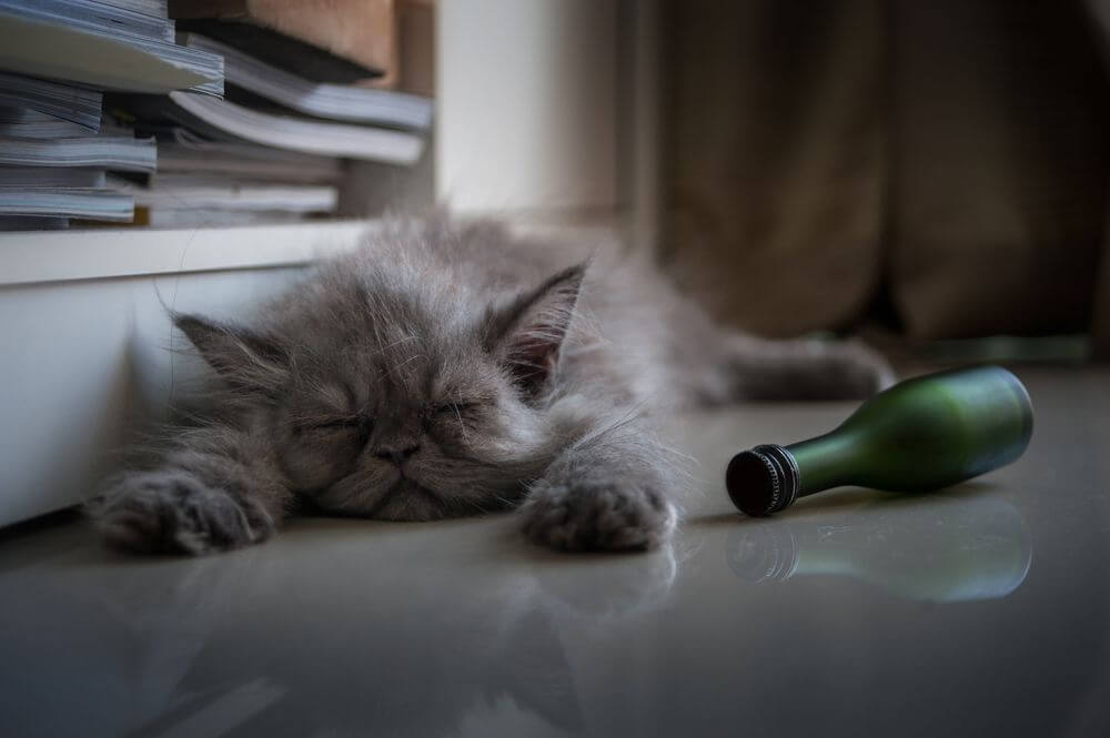 A long-haired gray kitten sleeps next to a green bottle rolled onto its side