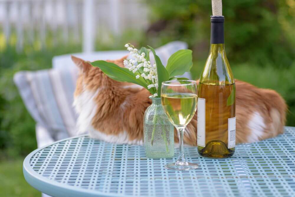 An orange and white cat lies on a blue table behind a wine bottle, a glass of wine, and a flower vase.