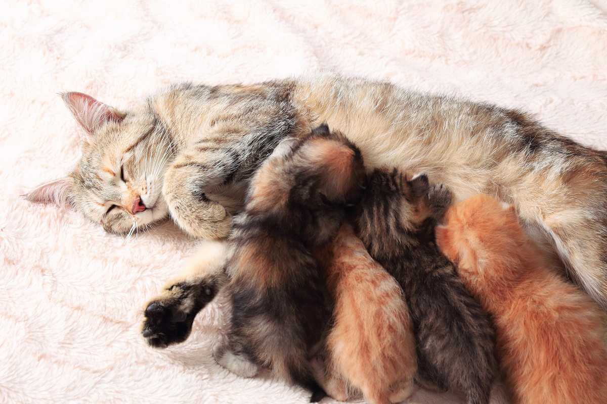 Cat nursing her little kittens, close up