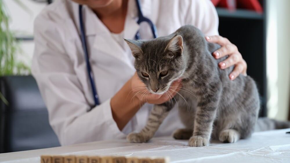 Female veterinarian holds a sick cat on an exam table.