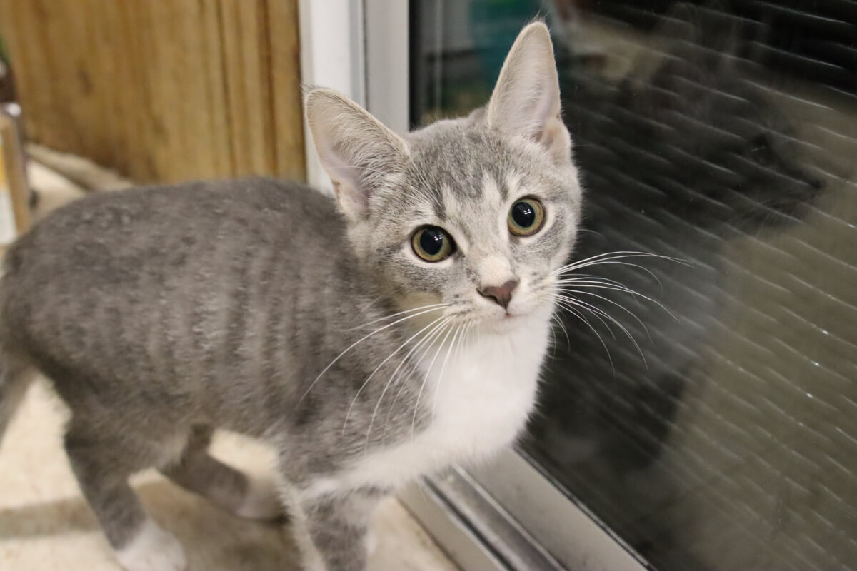 cat with big ears