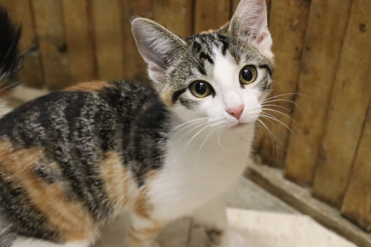 kitten with large ears