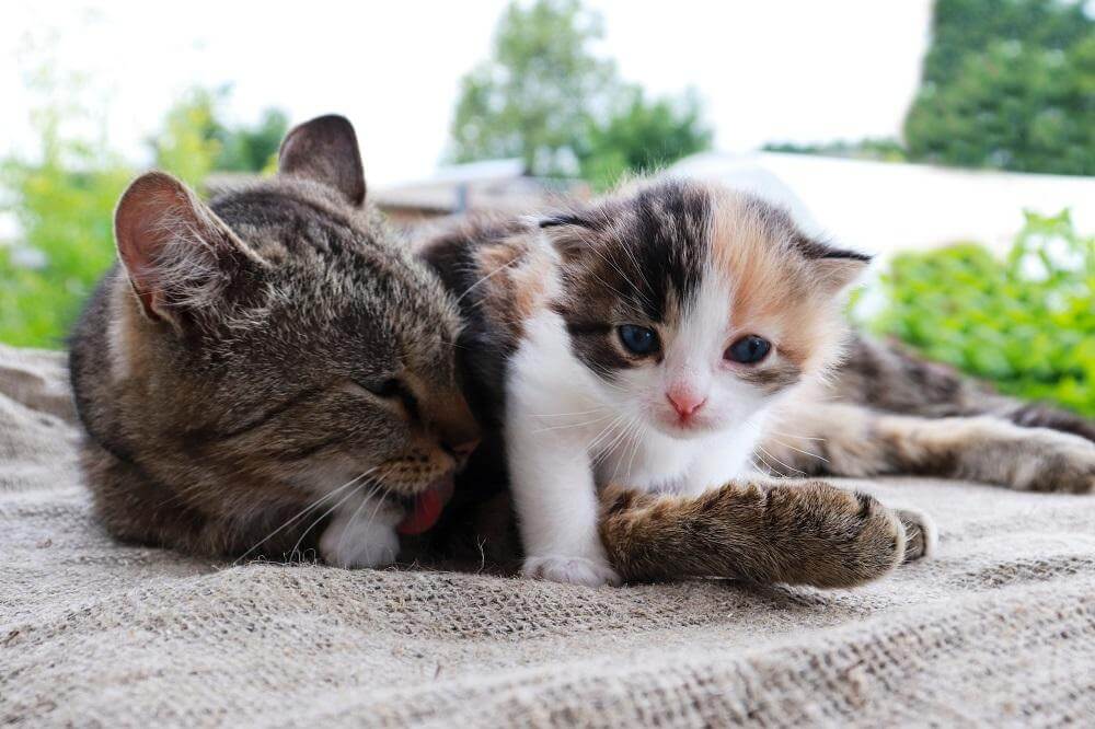 Mother cat hugging and licking kitten