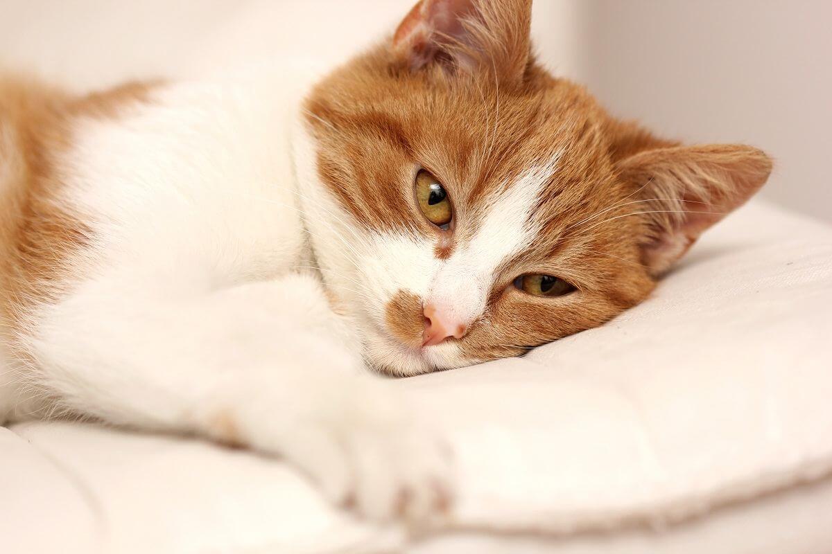 Sick cat lying on pillow