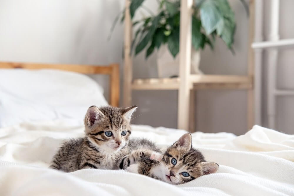 Two tabby kittens play together at home