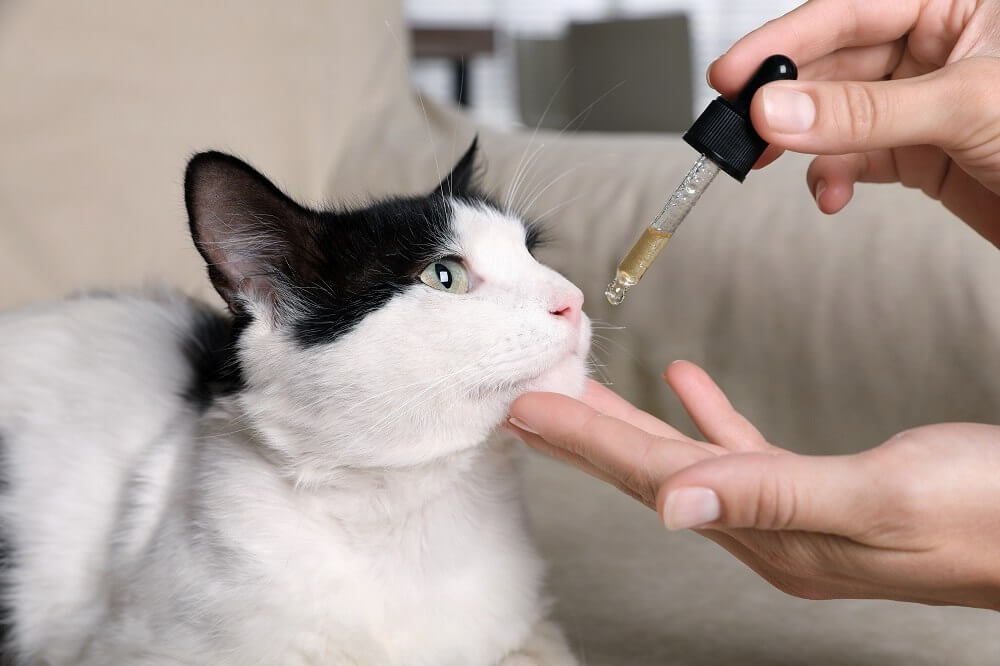 Woman giving an oral liquid to a cat in a bulb syringe, close-up.