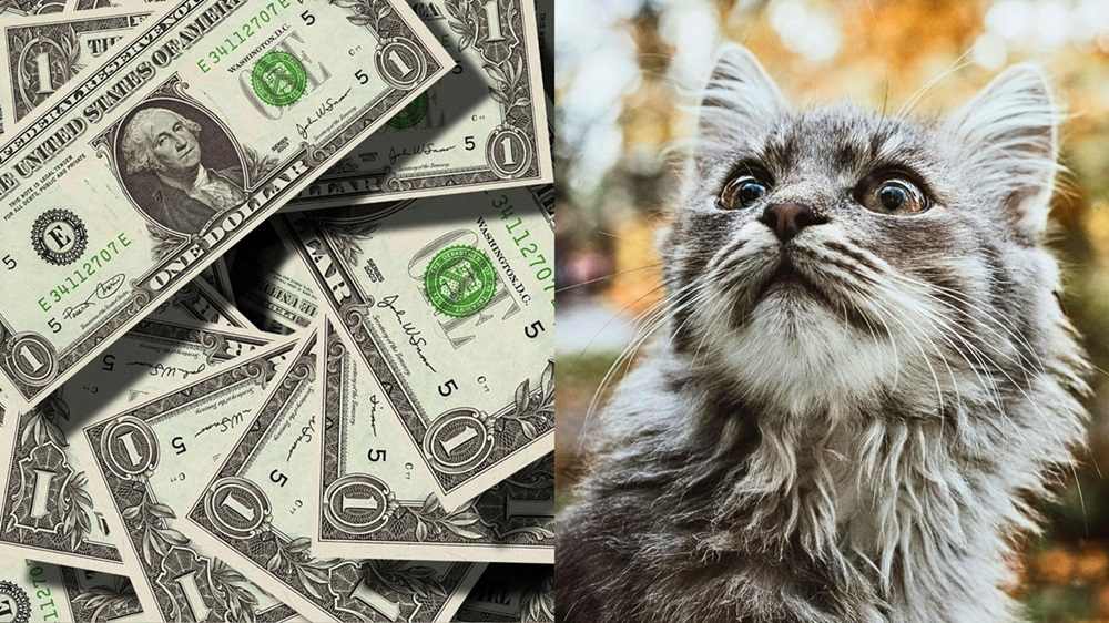 cat and money