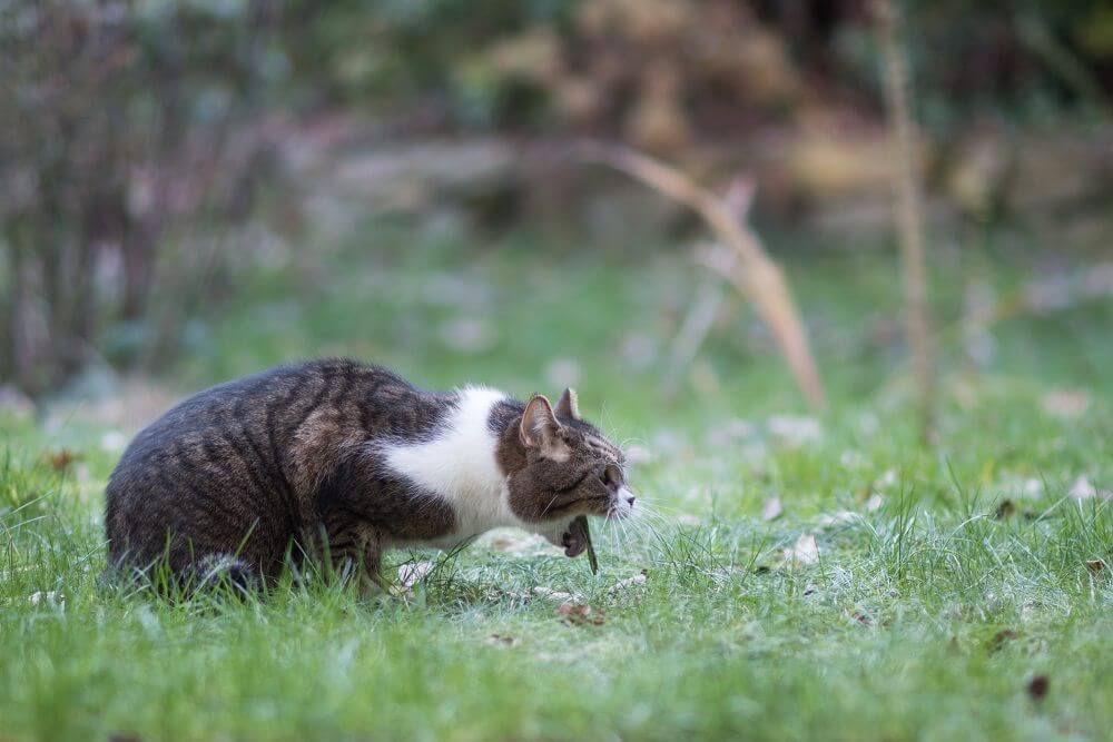 Side view of cat in vomiting stance in the grass