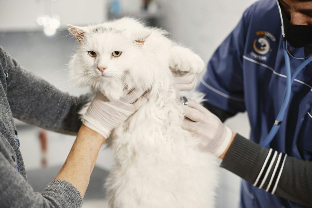 vet holding white cat