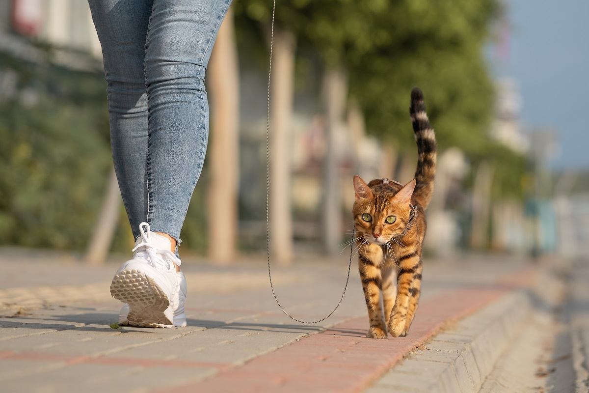 A Bengal cat on a leash walks next to a woman on the sidewalk. Walking with a domestic cat outdoors.