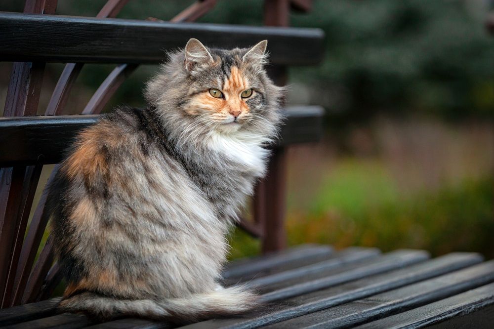 A Siberian cat is sitting on a bench in the garden