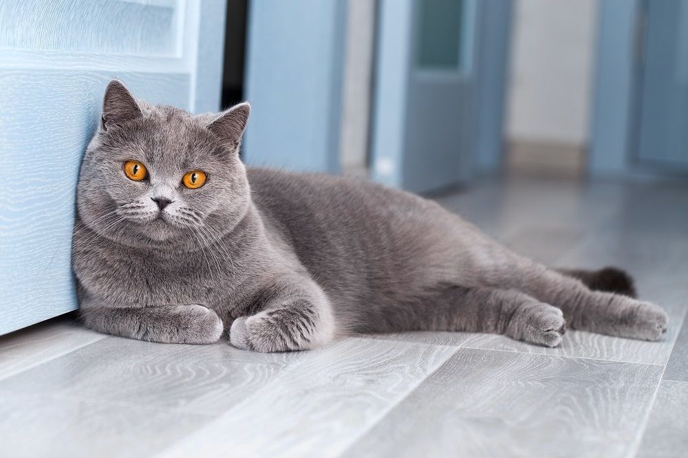 A beautiful British Shorthair cat is resting in a light blue room,