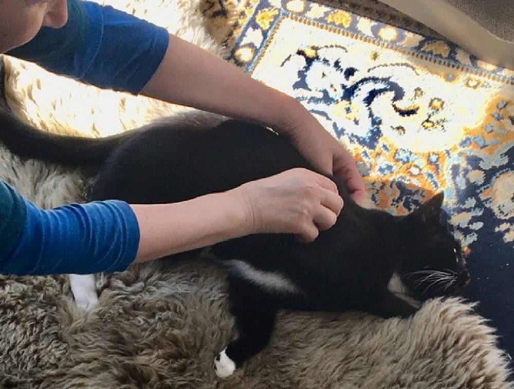 A black cat getting a massage.